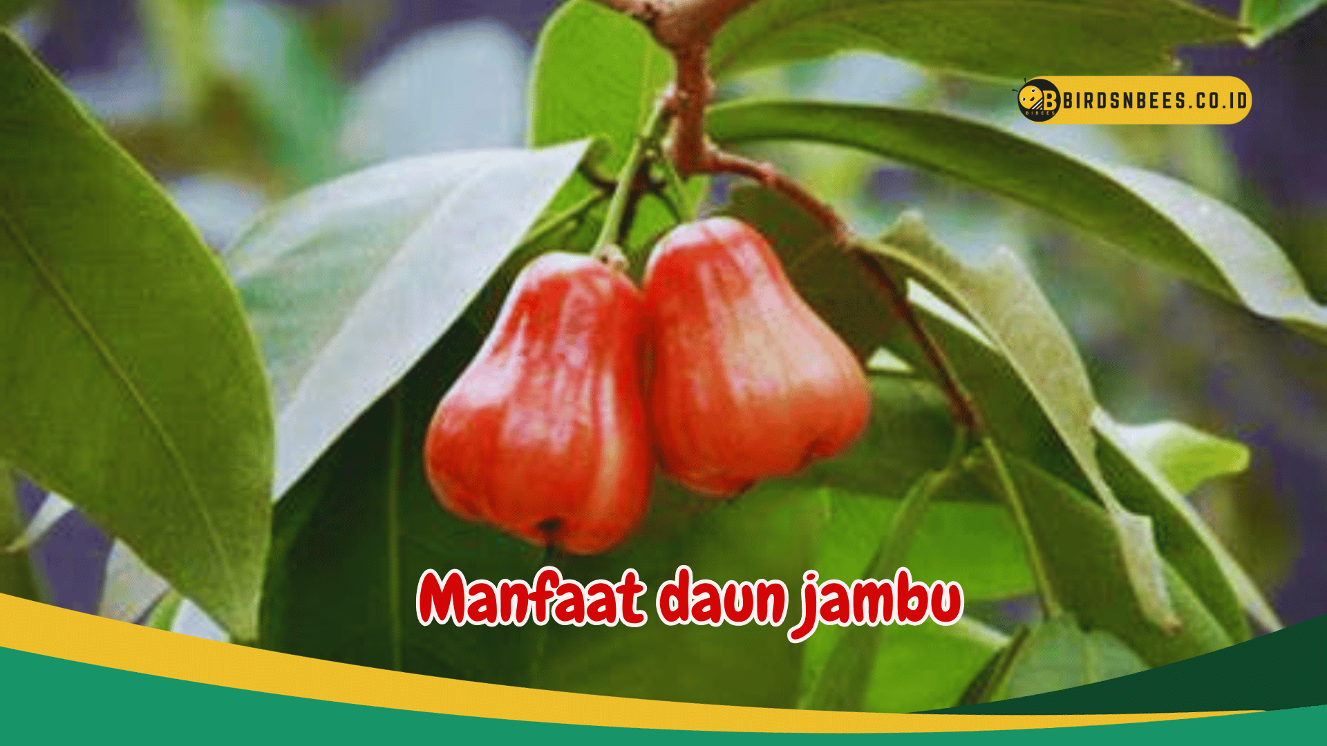 Manfaat Daun Jambu Untuk Penanggulangan Infeksi Birds N Bees