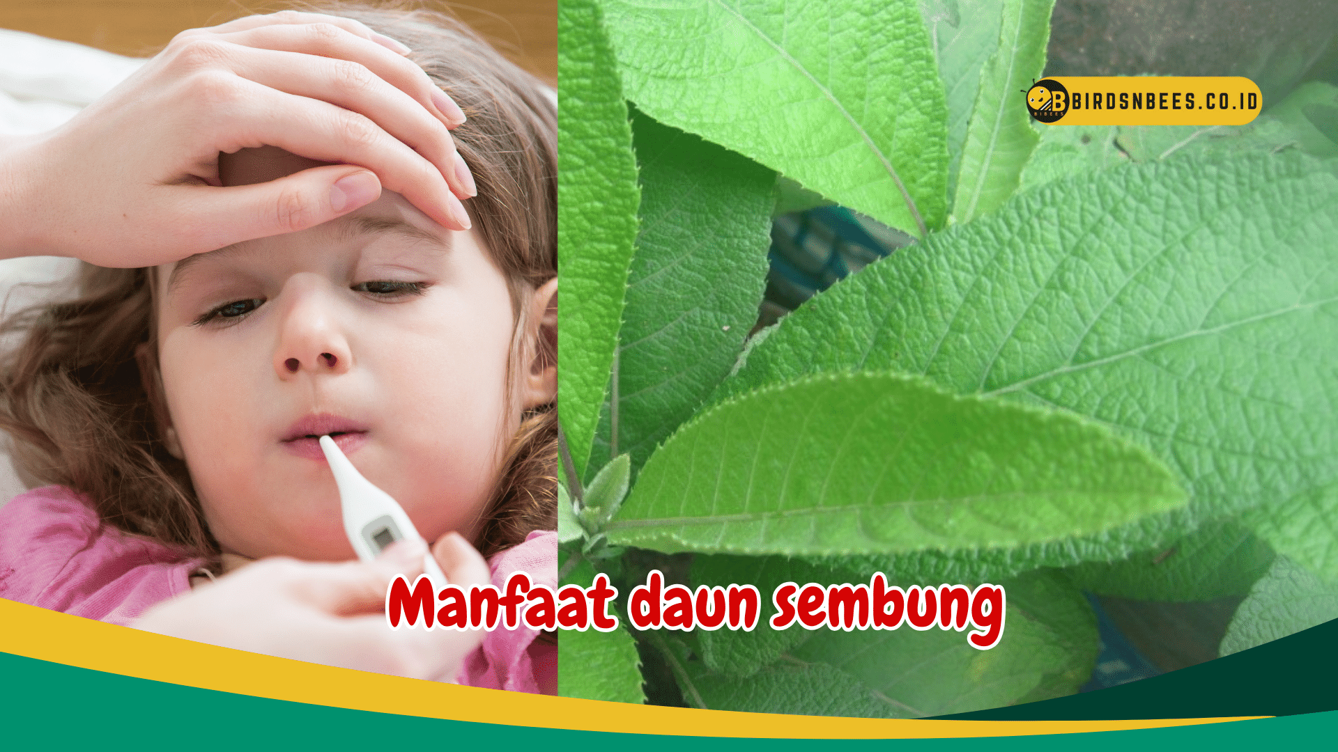 Manfaat Daun Sembung Penurun Demam Birds N Bees