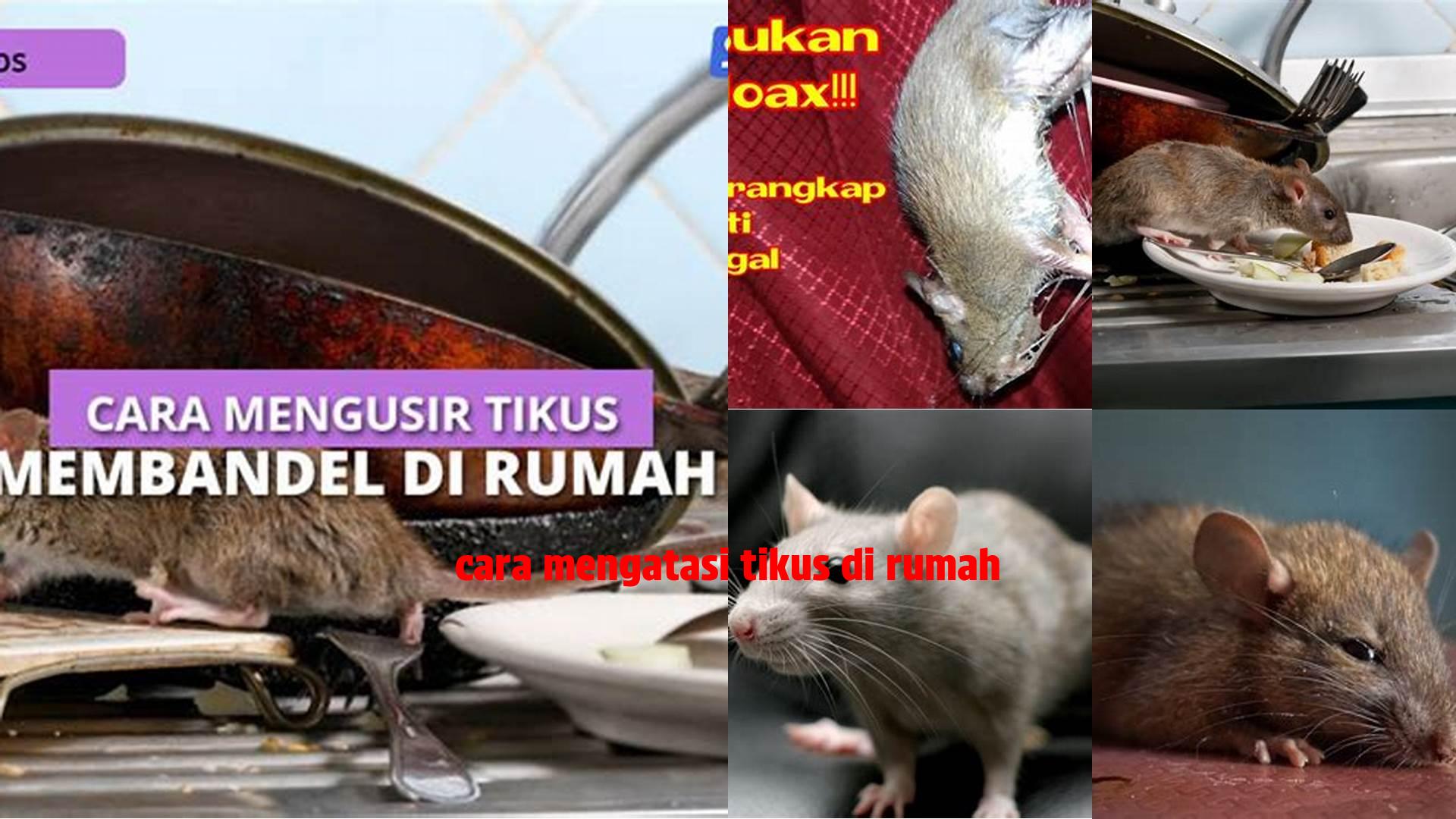 Cara Ampuh Atasi Tikus di Rumah: Panduan Referensi Lengkap