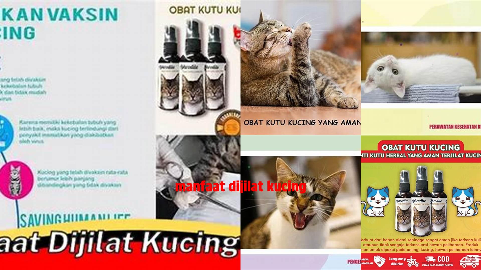 Manfaat Dijilat Kucing yang Wajib Diketahui