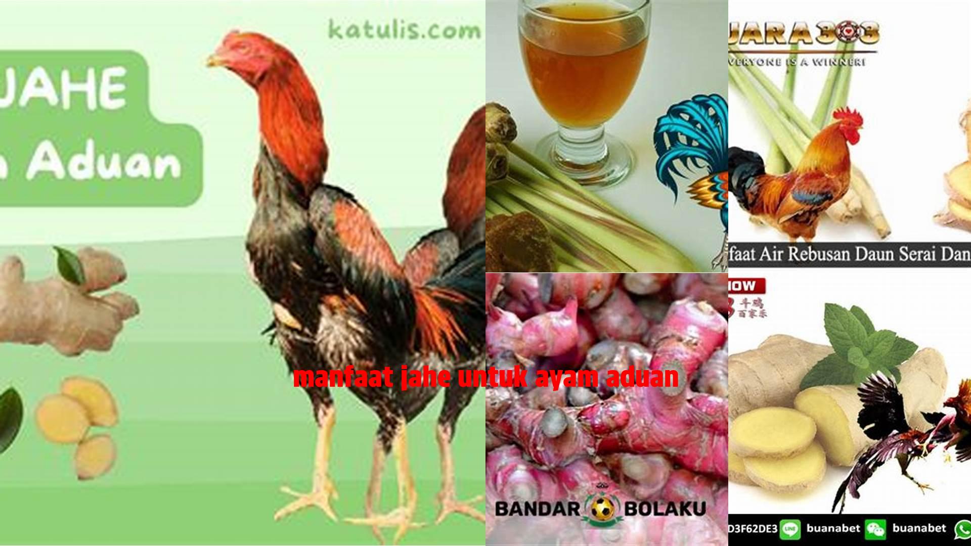 Manfaat Jahe untuk Ayam Aduan yang Tak Terduga, 7 Khasiat Jarang Diketahui!