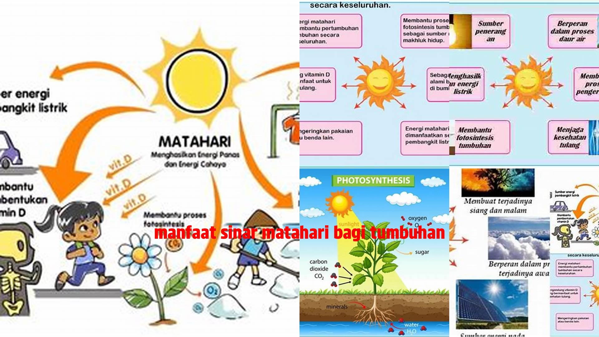 8 Manfaat Sinar Matahari Bagi Tumbuhan yang Jarang Diketahui