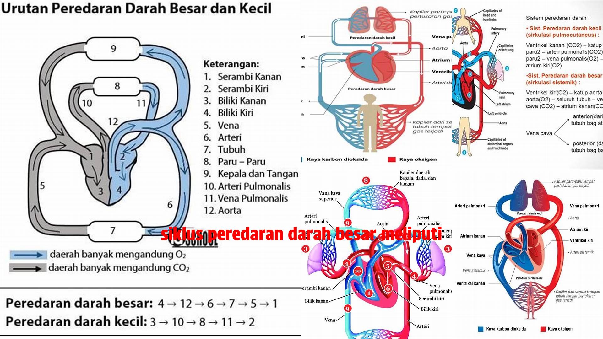 Panduan Lengkap: Siklus Peredaran Darah Besar dan Komponen Pentingnya