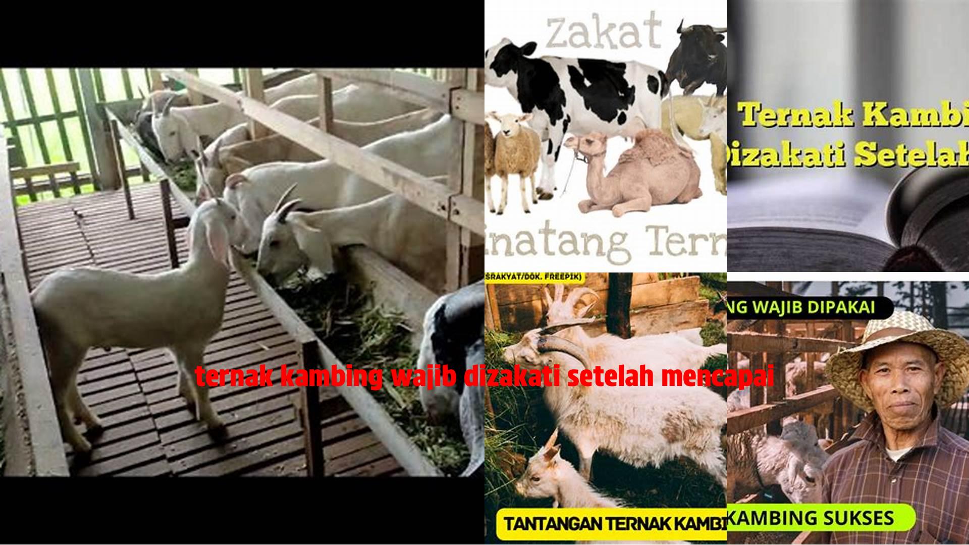 Panduan Lengkap Zakat Ternak Kambing: Wajib Dizakati Setelah Mencapai Nisab