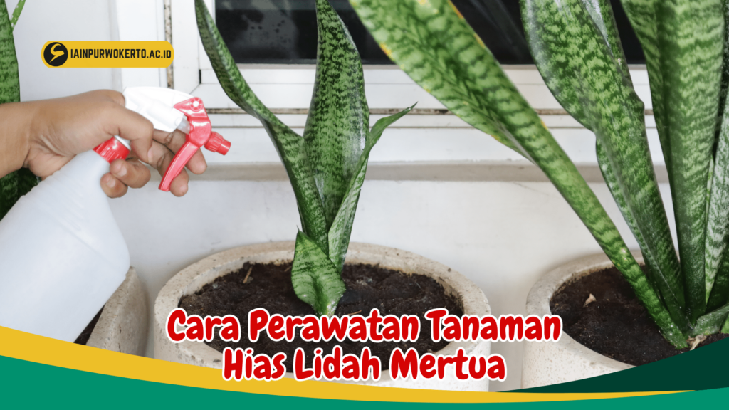 Cara Perawatan Tanaman Hias Lidah Mertua