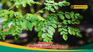 Daun kelor - Manfaat dan Khasiatnya