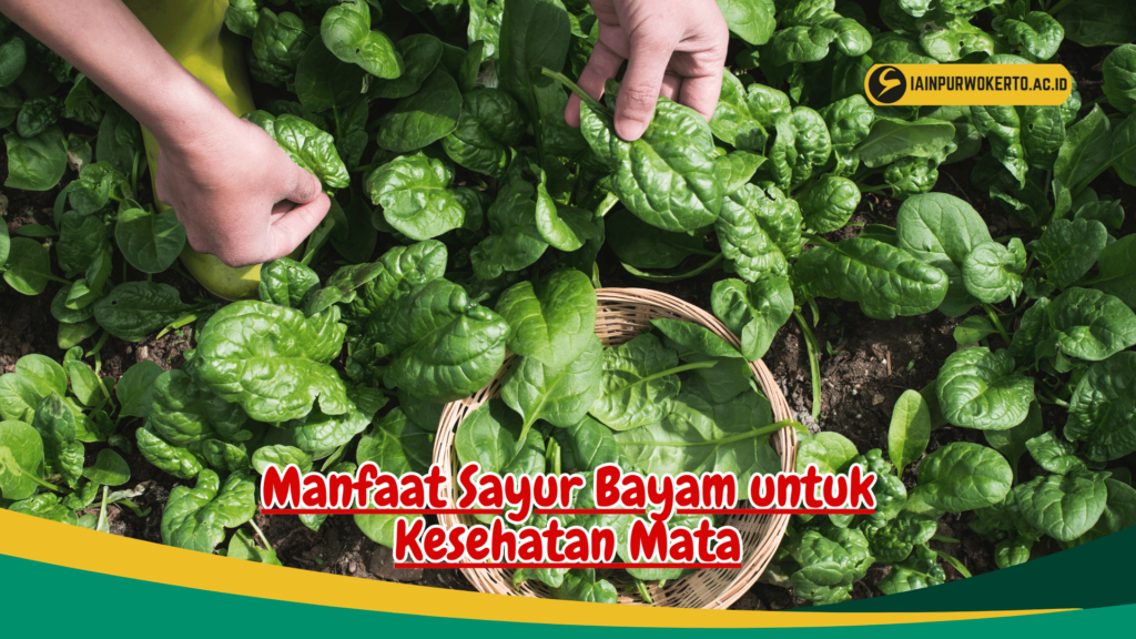 Manfaat Sayur Bayam untuk Mata