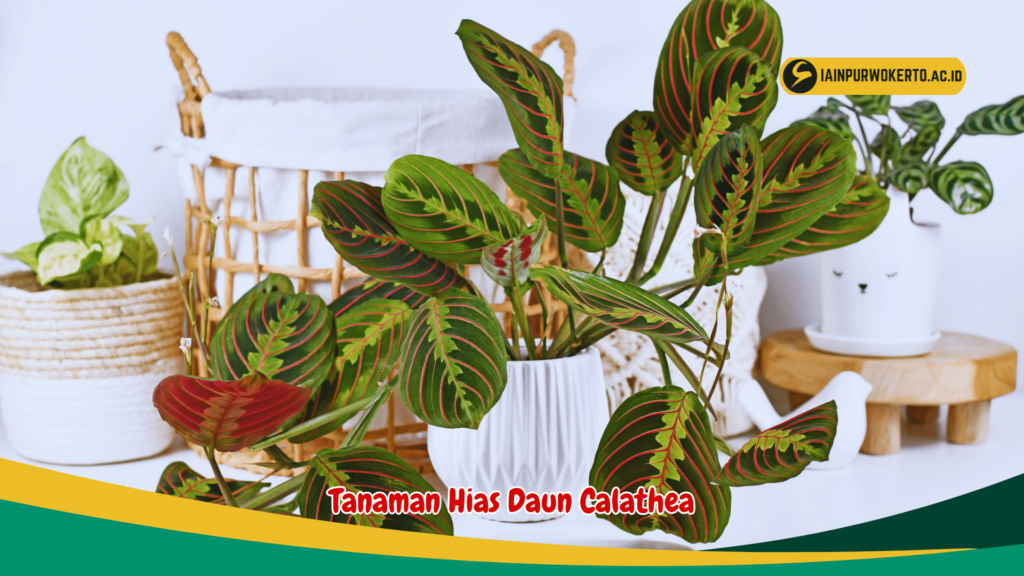 Tanaman Hias Daun Calathea