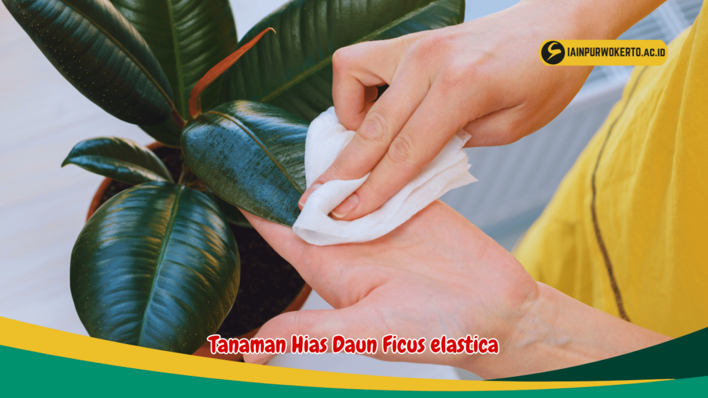 Tanaman Hias Daun Ficus elastica