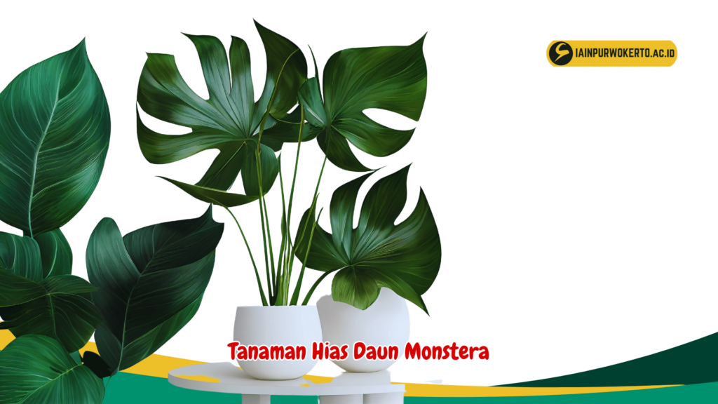 Tanaman Hias Daun Monstera