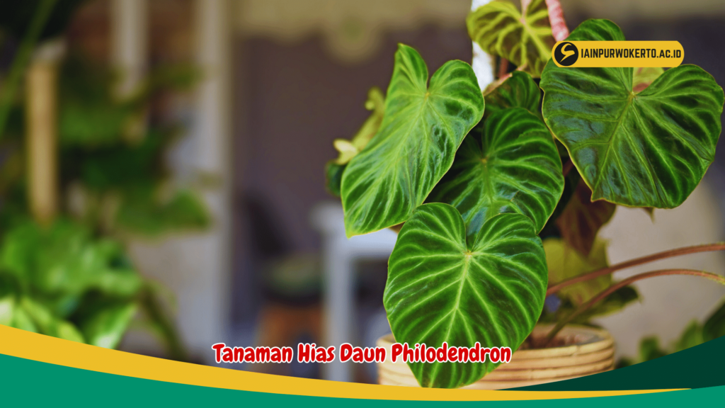 Tanaman Hias Daun Philodendron