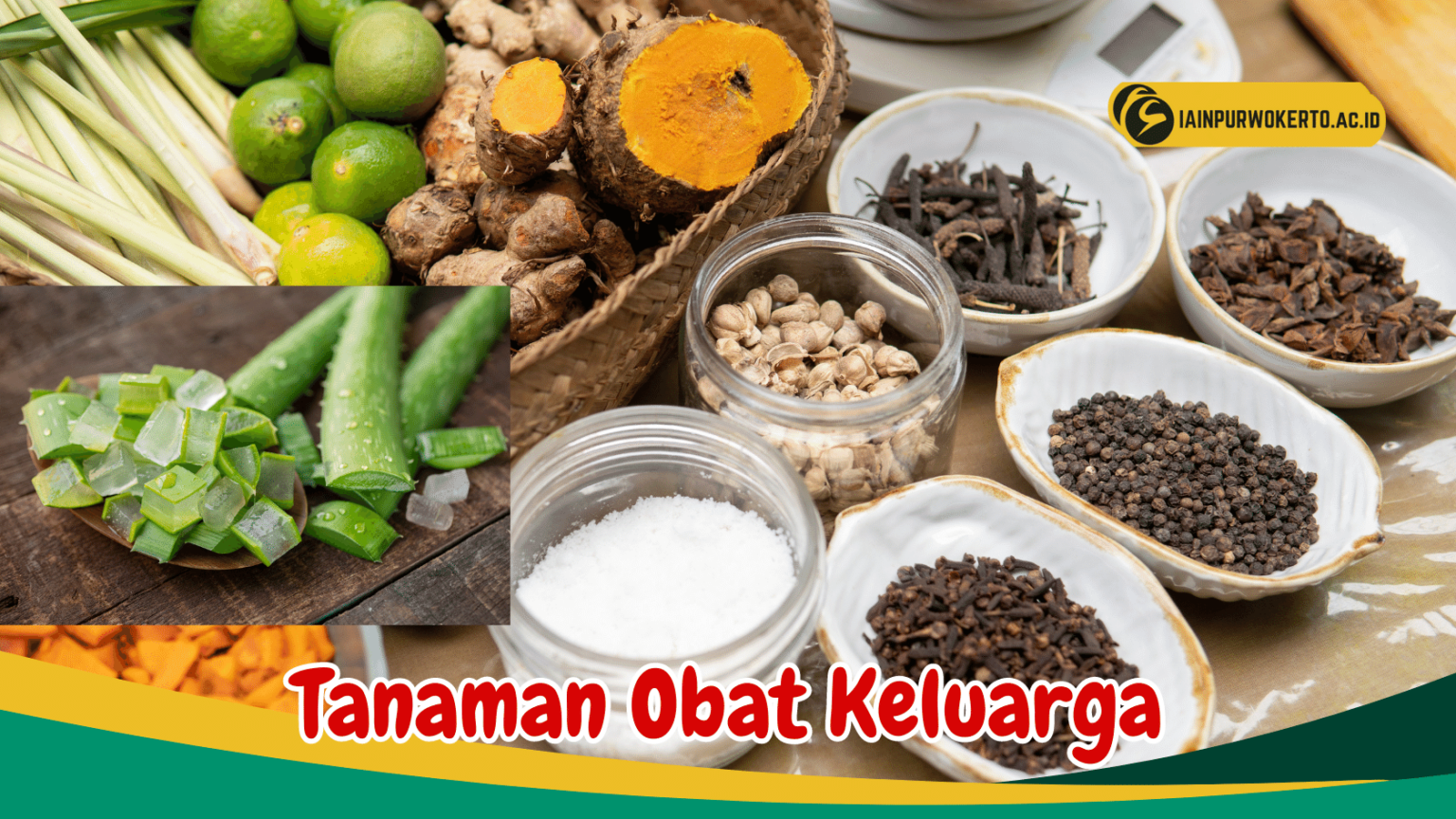 Mengenal Manfaat 8 Jenis Tanaman Obat Keluarga Birds N Bees 2012