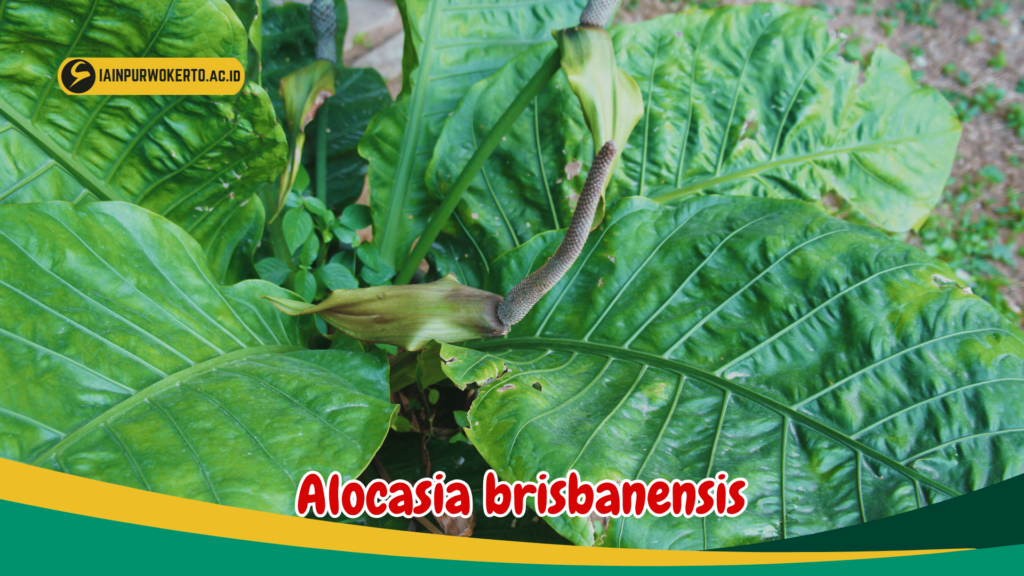 Alocasia brisbanensis