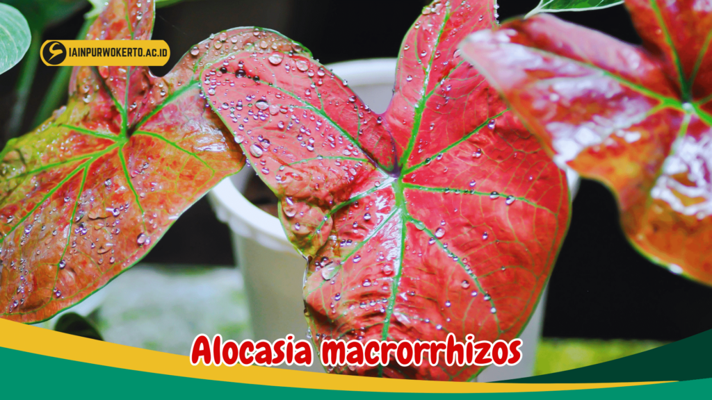 Alocasia macrorrhizos