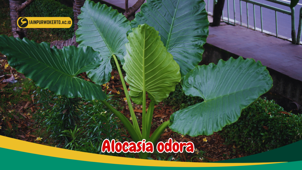 Alocasia odora