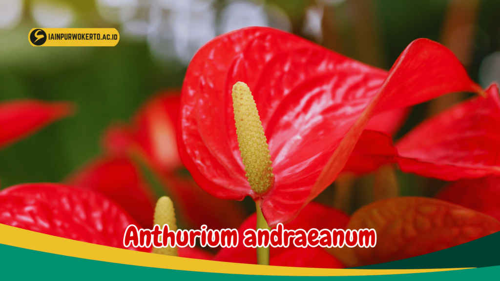 Anthurium andraeanum