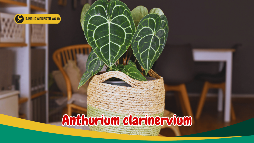 Anthurium clarinervium