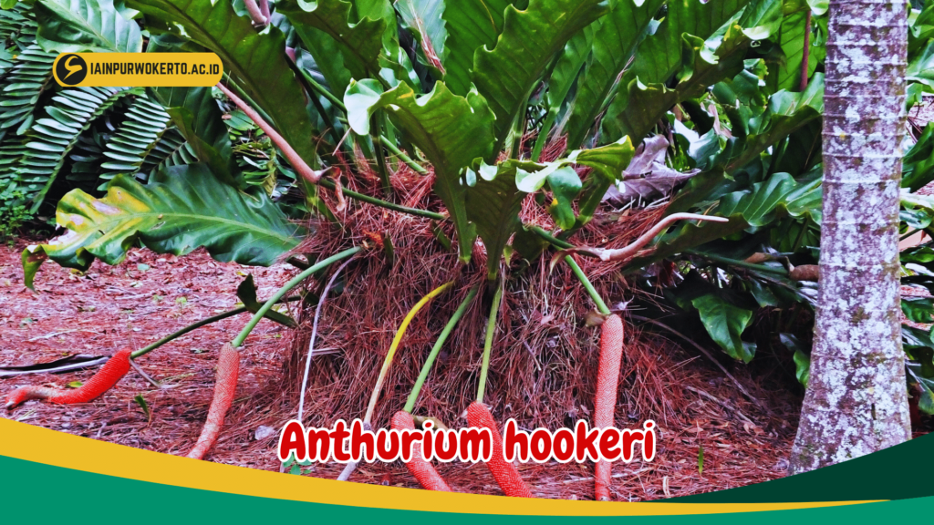 Anthurium hookeri