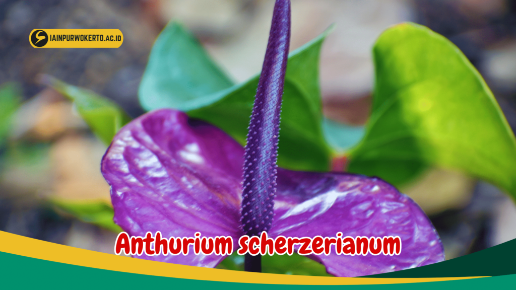 Anthurium scherzerianum