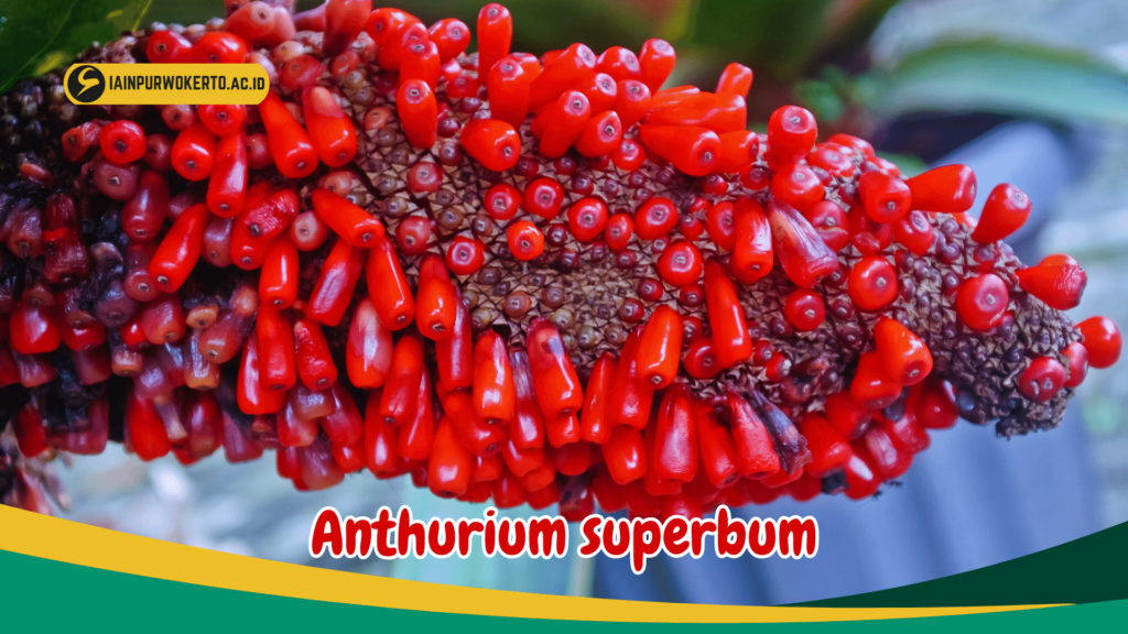 Anthurium superbum