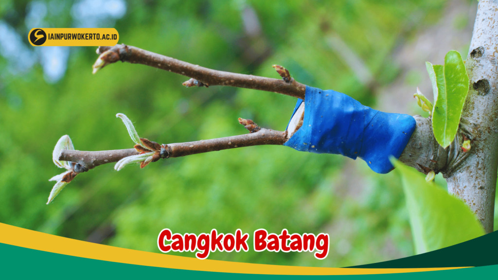 Cangkok Batang