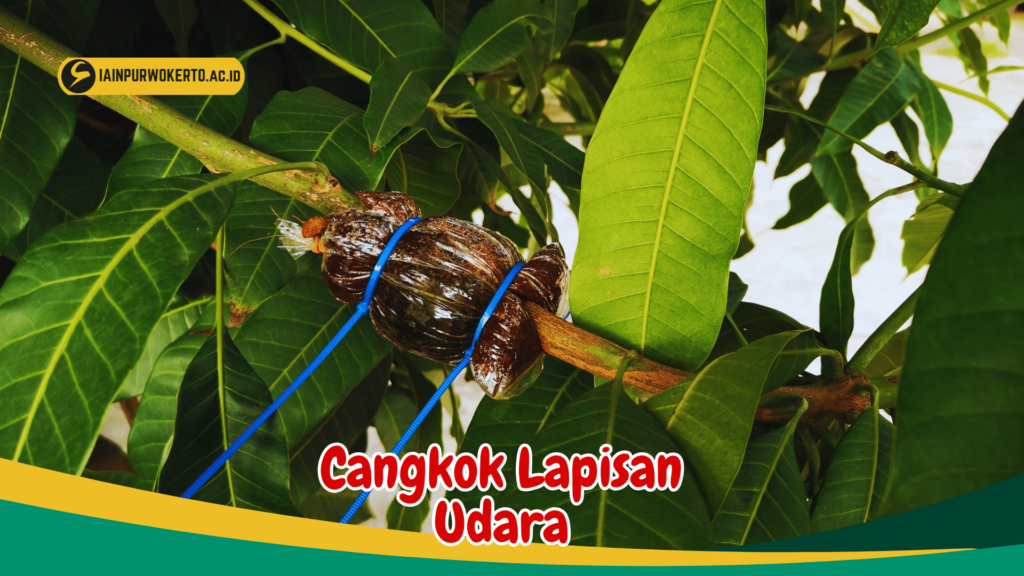 Cangkok Lapisan Udara