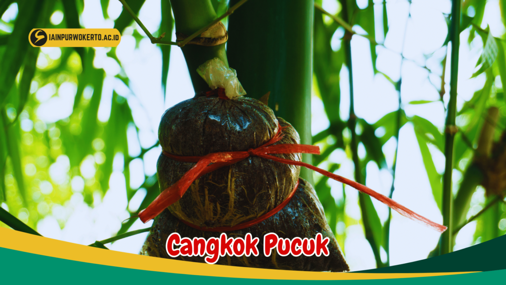 Cangkok Pucuk