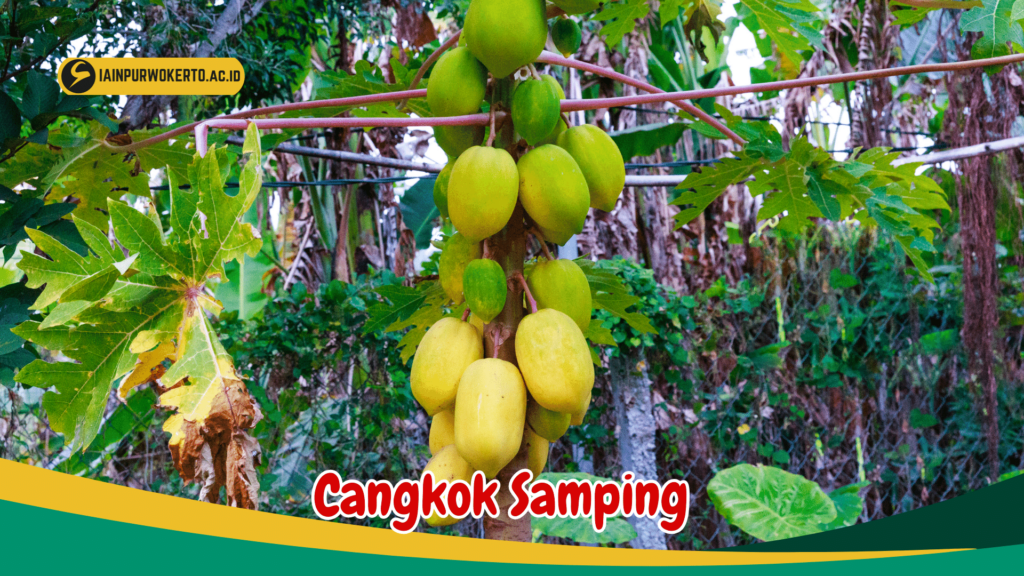 Cangkok Samping