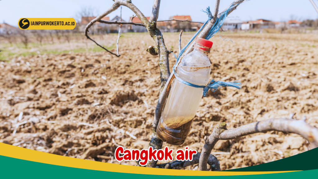 Cangkok air