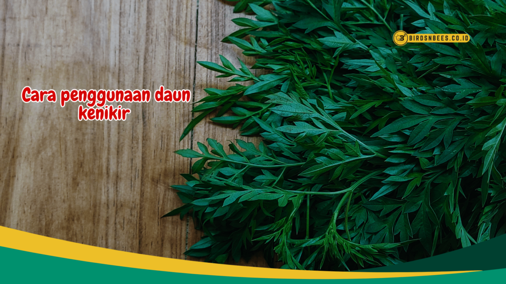 Cara penggunaan daun kenikir