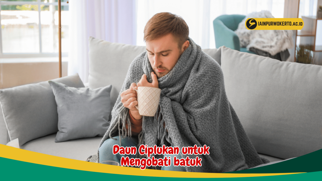 Daun Ciplukan untuk Mengobati batuk