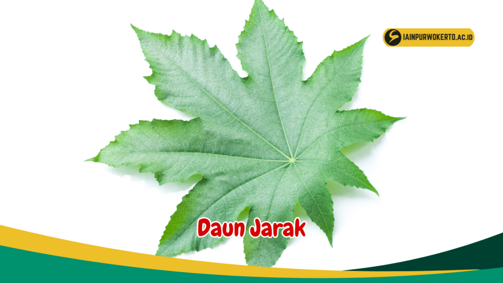 Daun Jarak