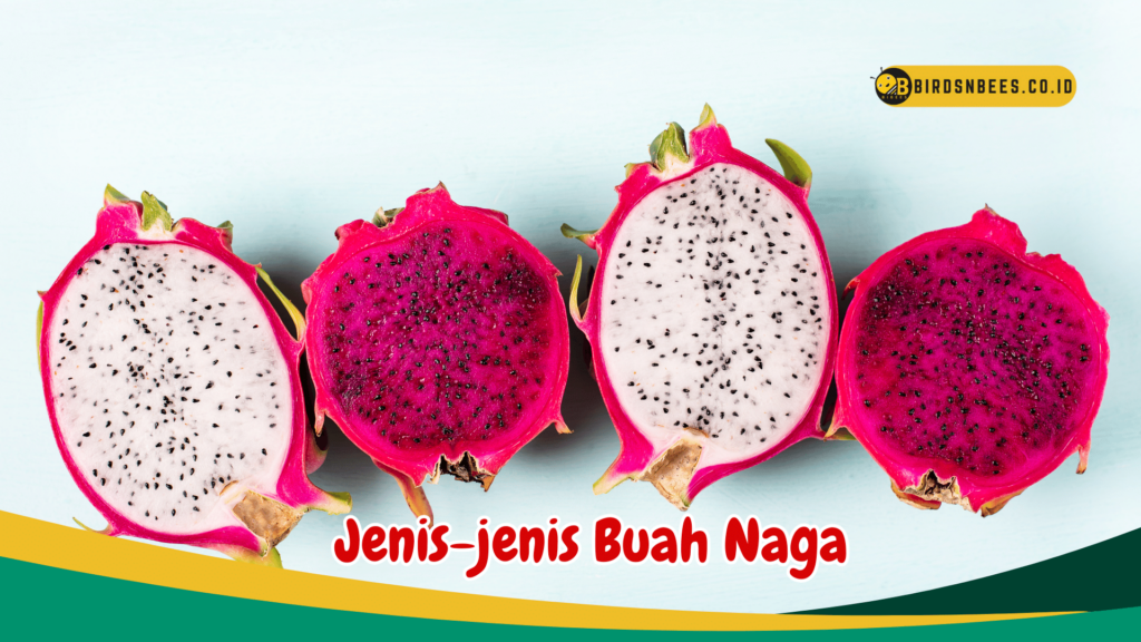 Jenis-jenis Buah Naga