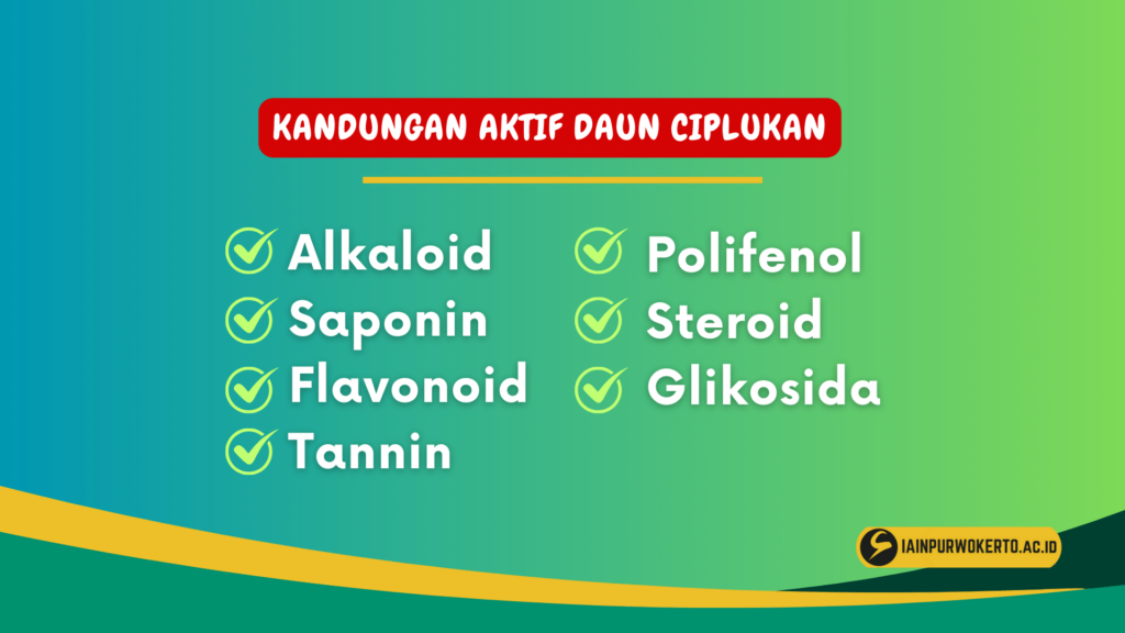 Kandungan Aktif Daun Ciplukan