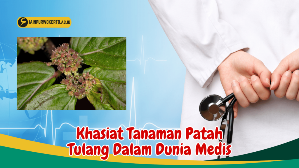 Khasiat Tanaman Patah Tulang Dalam Dunia Medis