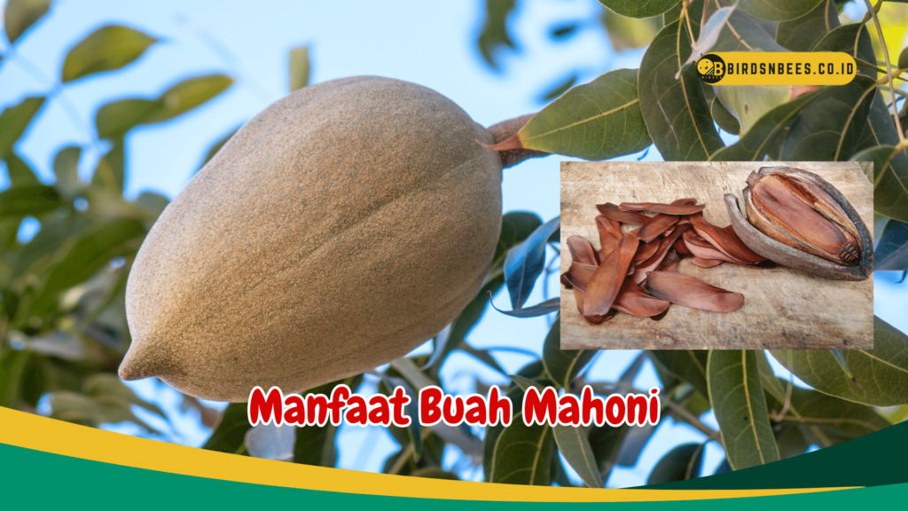 Manfaat Buah Mahoni