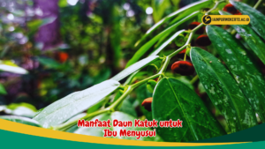 Manfaat Daun Katuk untuk Ibu Menyusui