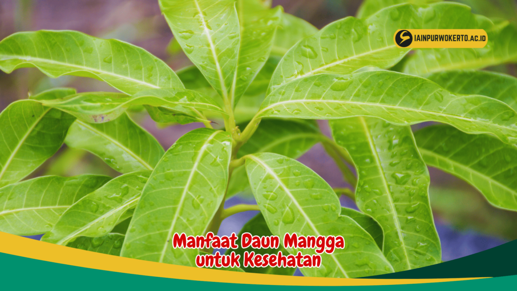 Manfaat Daun Mangga untuk Kesehatan