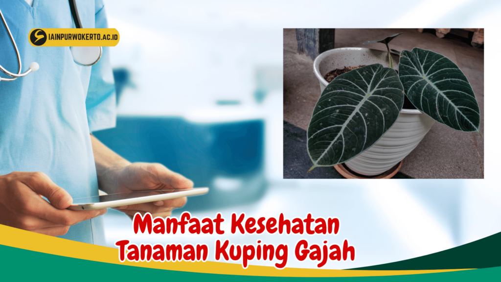 Manfaat Kesehatan Tanaman Kuping Gajah