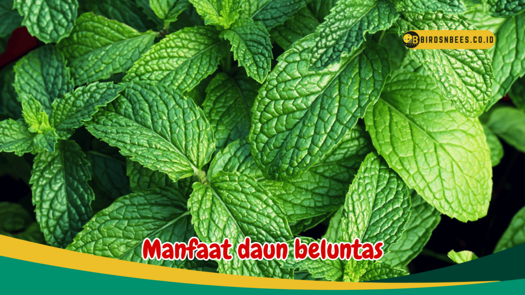 Manfaat daun beluntas