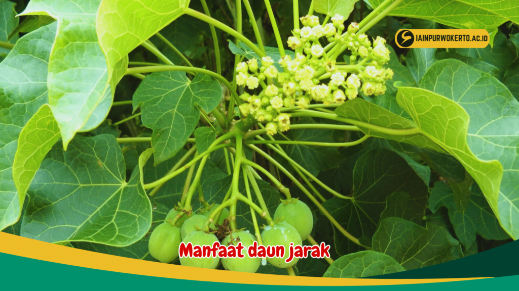 Manfaat daun jarak