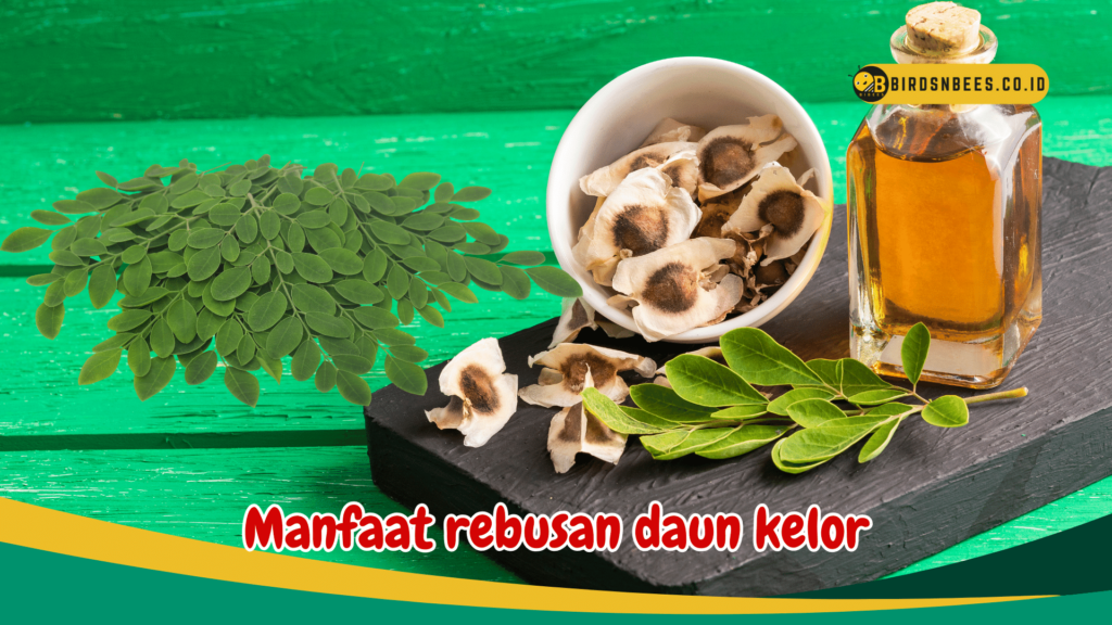 Manfaat rebusan daun kelor