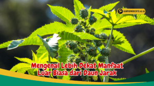 Mengenal Lebih Dekat Manfaat Luar Biasa dari Daun Jarak