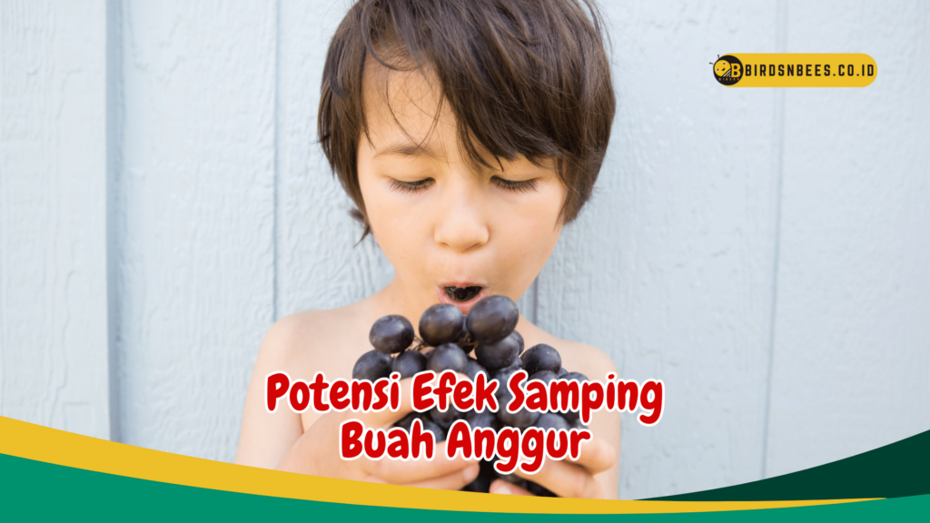 Potensi Efek Samping Buah Anggur