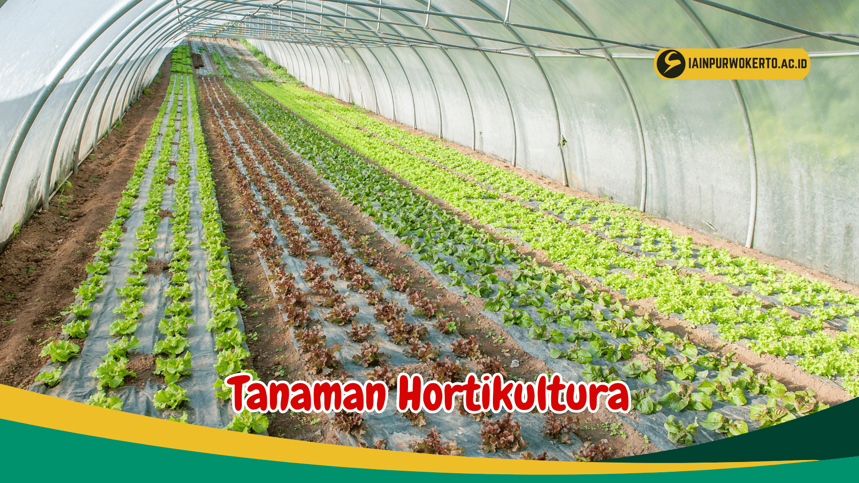 Simak 10 Jenis Tanaman Hortikultura Terbaik - Birds N Bees