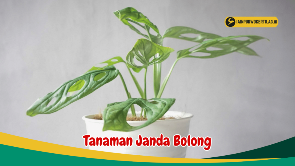 Tanaman Janda Bolong