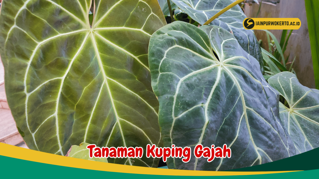 Tanaman Kuping Gajah