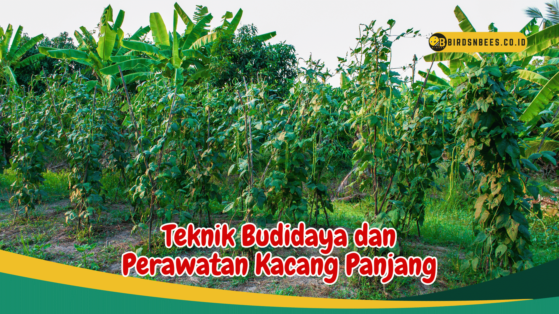 Mengenal 4 Jenis Tanaman Kacang Panjang Dari Seluruh Penjuru Dunia Birds N Bees 4794