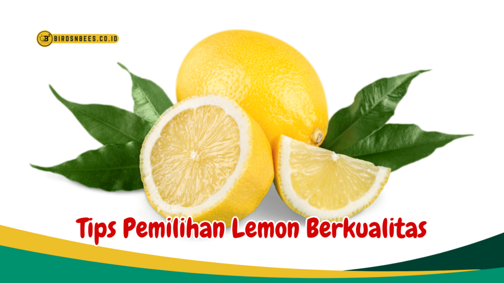 Tips Pemilihan Lemon Berkualitas