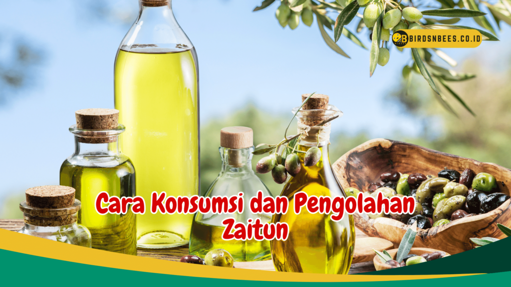 Cara Konsumsi dan Pengolahan Zaitun